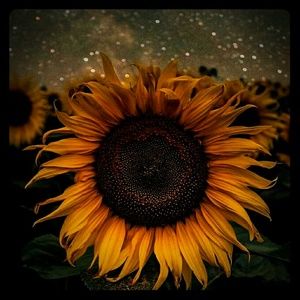 Meet your Posher, Pegasus